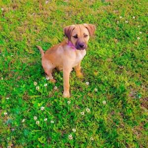 Meet your Posher, Daisy